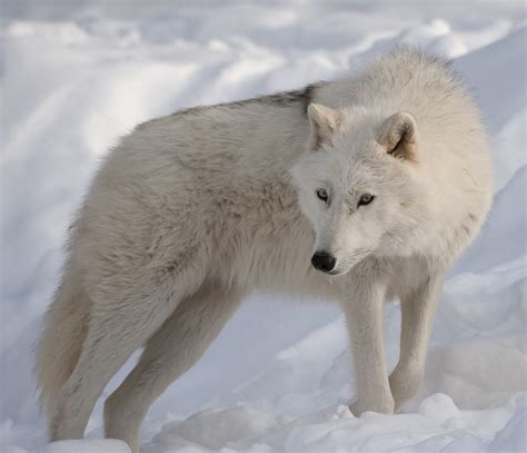 The Arctic Wolf | Interesting Facts & Photographs | The Wildlife