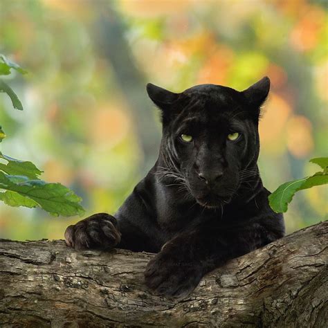 Fotograf ujame črni panter, ki gostova v džunglah Kabini Majestic ...