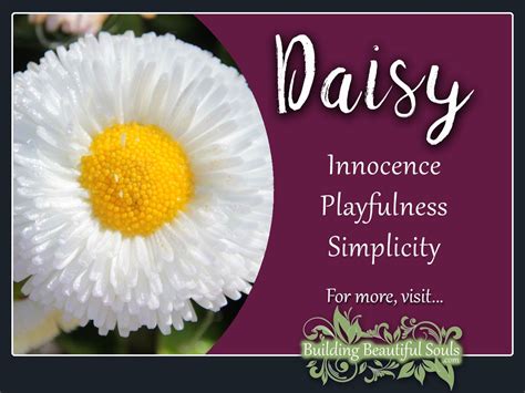 Daisy Flower Meaning In Hindi | Best Flower Site