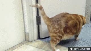 Fat Cat GIF - Find & Share on GIPHY