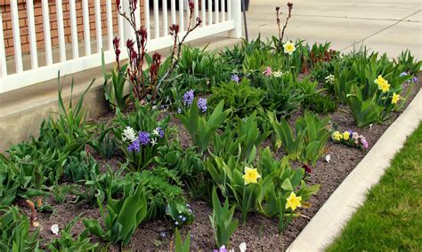 TALL BEARDED IRIS AND COMPANION PLANTS IN THE EARLY SPRING GARDEN ...