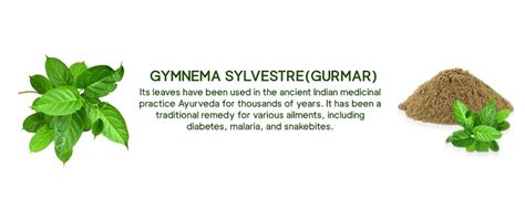 Benefits of Gymnema Sylvestre | Gurmar Extract | Herbal Creations