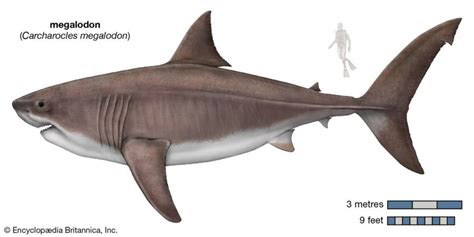 Megalodon: The Biggest Shark To Ever Live