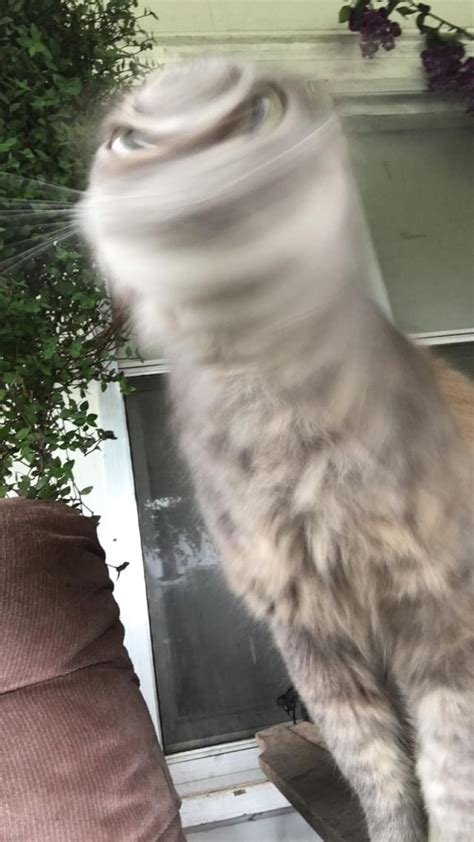 This cat shaking his head mid picture. : r/funny