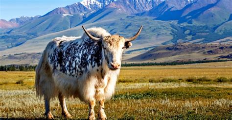 Yak vs Ox: Key Differences Explained - AZ Animals