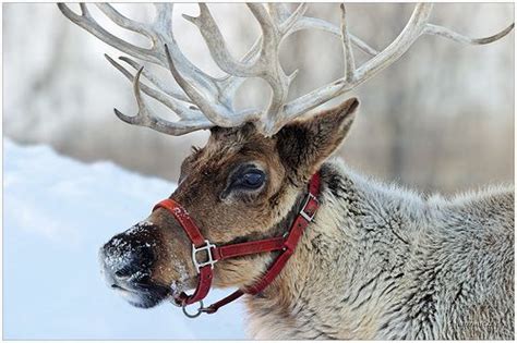 Portrait - reindeer