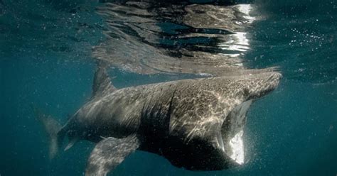 Tiburón peregrino se deja ver en aguas de España