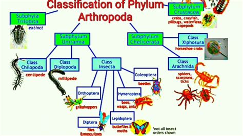 Fun Practice and Test: Classification Of Arthropoda