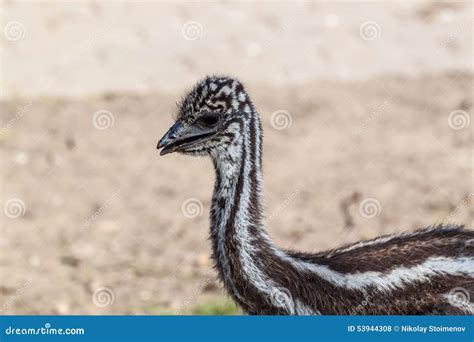 Baby emu stock photo. Image of novaehollandiae, dromaius - 53944308