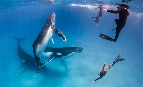 Swim with Humpback Whales - Tonga | Tonga Whale Swim Adventures