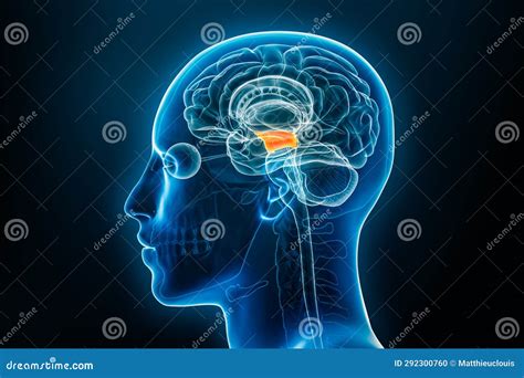 Xray Profile View of the Midbrain or Mesencephalon 3D Rendering ...