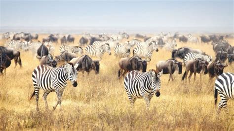 Why do Zebra and Wildebeest Migrate together | Great Migration