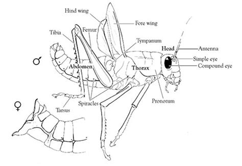 Grasshopper Dissection Diagram