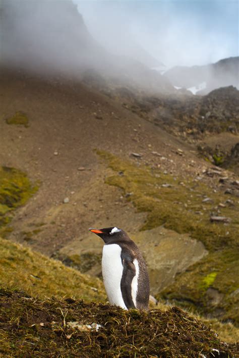 Wildlife of South Georgia Island [pics] - Matador Network