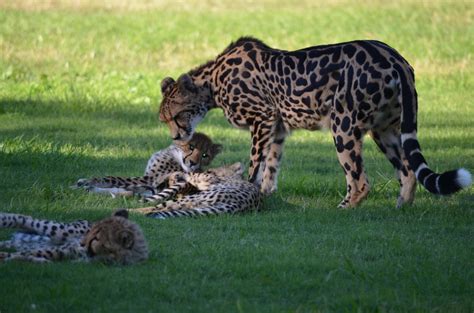 Cheetah Family | Smithsonian Photo Contest | Smithsonian Magazine