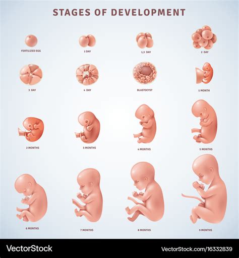 Stages human embryonic development Royalty Free Vector Image