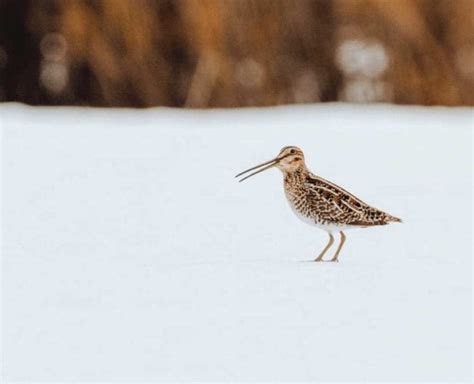 Snipe Hunting Articles, Gear, Public Lands, How-to