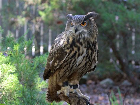 Police arrest two along with endangered Eurasian Eagle Owls