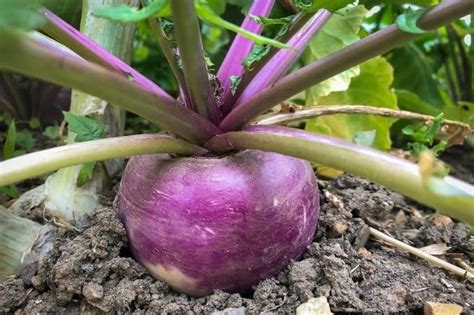 What Is The Best Time To Plant Turnips? - Gardening Dream