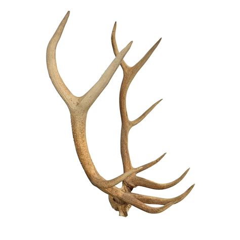 Set of Massive Elk Antlers at 1stDibs