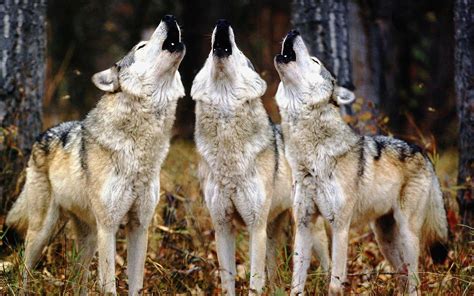 Wolf Pack Wallpapers - Top Free Wolf Pack Backgrounds - WallpaperAccess