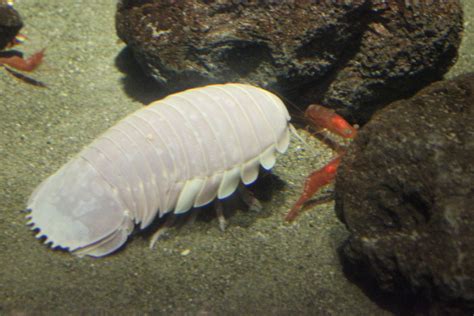 Giant isopod - Wikipedia