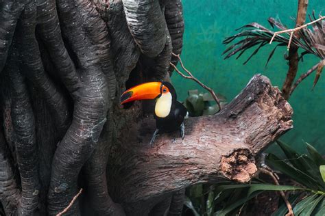 Where Does A Toucan Live? Natural Toucan Bird Habitat Facts: