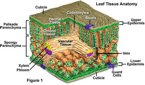 Molecular Expressions Cell Biology: Plant Cell Structure - Leaf Tissue ...