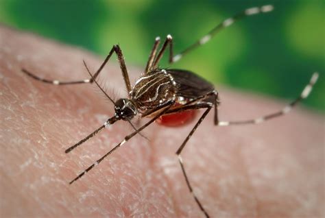 Dengue | Symptoms, Causes, & Treatment | Britannica