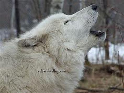 Adaptations, Defenses & Behavior - Arctic Wolf