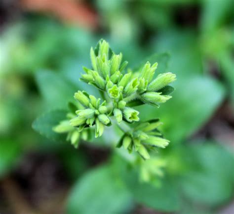 Surprise Blooming of Stevia in the Garden – wildeherb.com