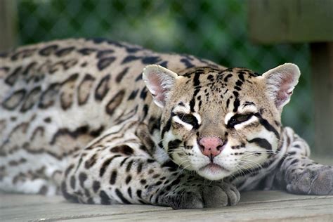 Ocelot - Carolina Tiger Rescue