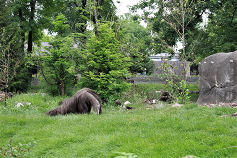 Detroit Zoo - Giant Anteater habitat - Summer, 2016 - ZooChat