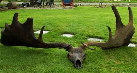 Antlers of extinct giant Irish Elk found at the bottom of Lough Neagh ...