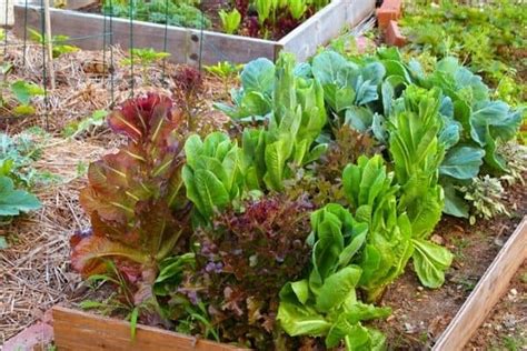 How To Start A Small Backyard Farm – Urban Garden Gal