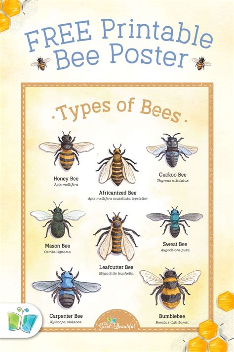 Types of Bees | Bee facts for kids, Types of bees, Bee facts