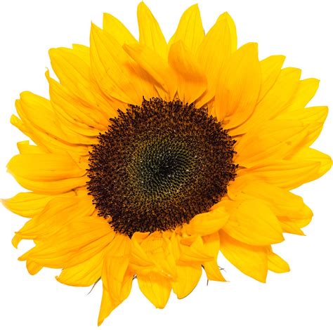 Sunflower Head isolated on white Photograph by Handmade Pictures