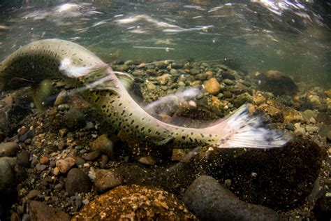 Salmon Spawning Event finally caught on camera.