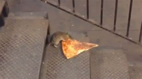 Rat Carries Pizza Slice Twice Its Size in New York City Subway Station ...