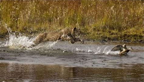 Wild Lynx Hunting | Animals