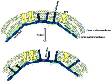 Actin's role in the nuclear envelope breakdown. The nuclear envelope is ...