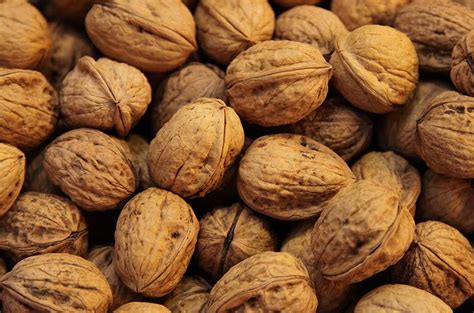 How to grow Walnut Tree from nut - Wikifarmer