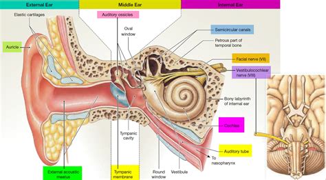 Human Ear Anatomy - Parts of Ear Structure, Diagram and Ear Problems