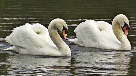 Swans Dancing - Mating Dance or Rotation Display - YouTube