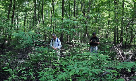 St. Francis Sunken Lands Wildlife Management Area | Marked Tree, AR ...