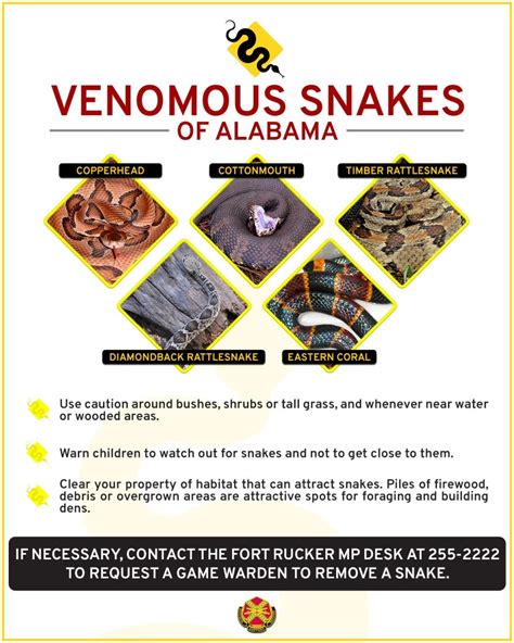 The dos and don’ts of snake safety | Article | The United States Army