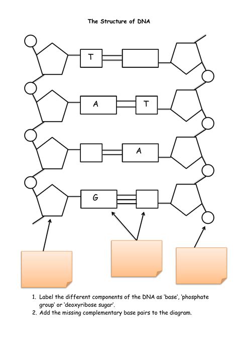 The Structure of DNA