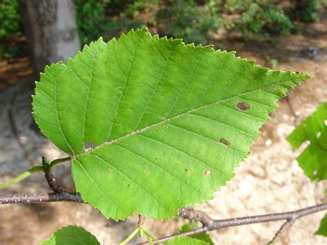 Paper Birch Tree Leaves