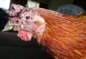 Fowl Pox in Chickens: Cause, Treatment and Prevention