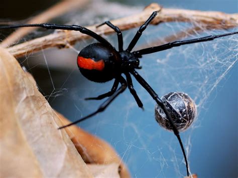 5 Deadliest Spiders in the World - Glendale Symphony Pest Control